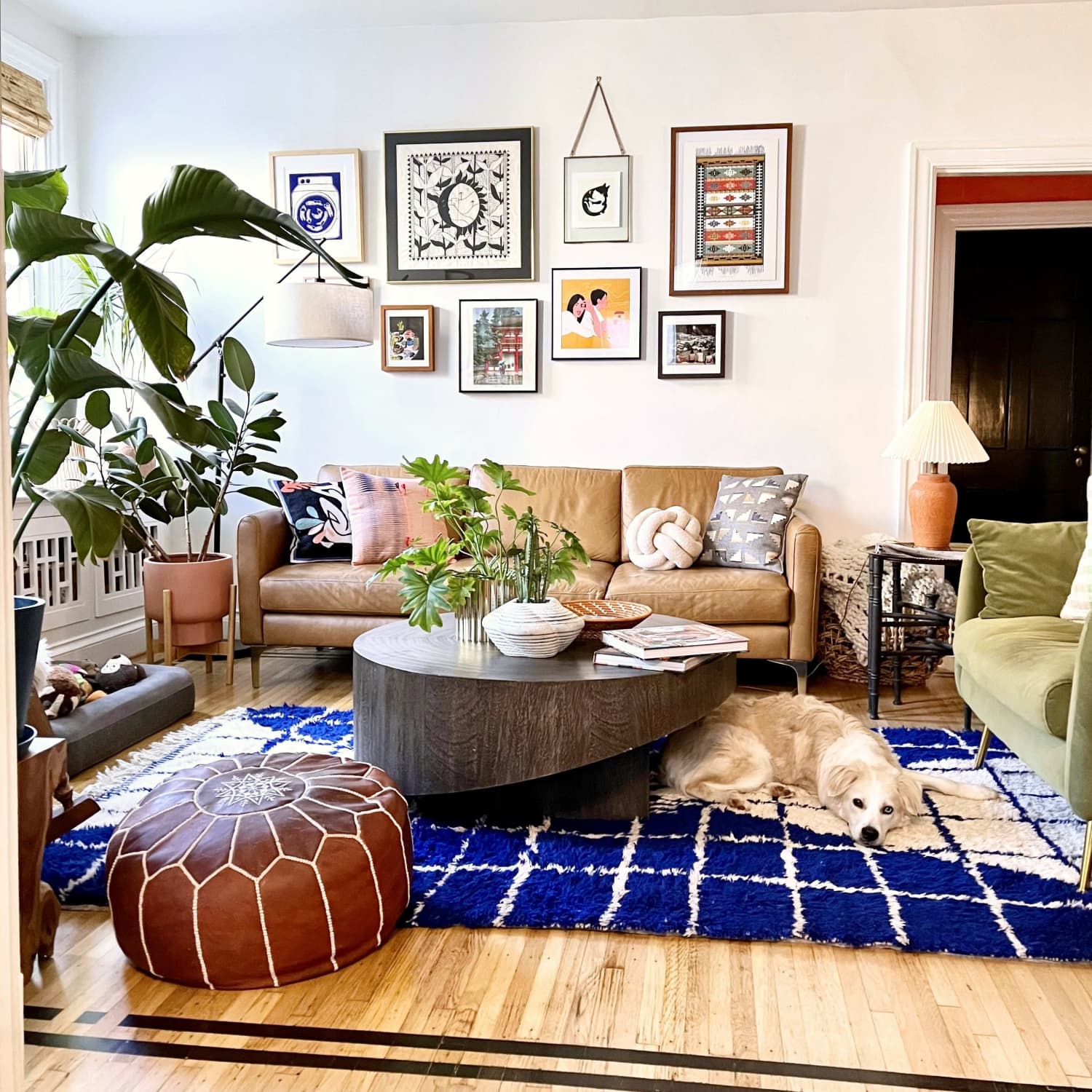 This Washington D.C. Co-Op Is Colorful Plant Maximalism